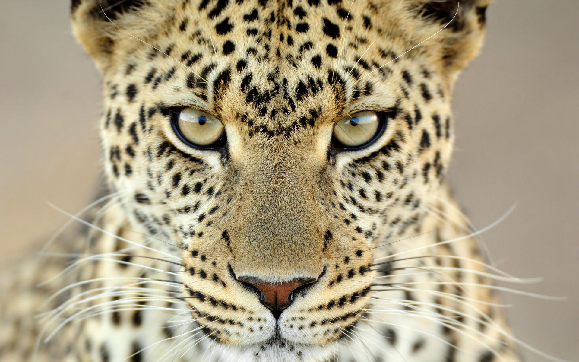 Female Leopard Tanzania - Wildlife Photography In South Africa , HD Wallpaper & Backgrounds
