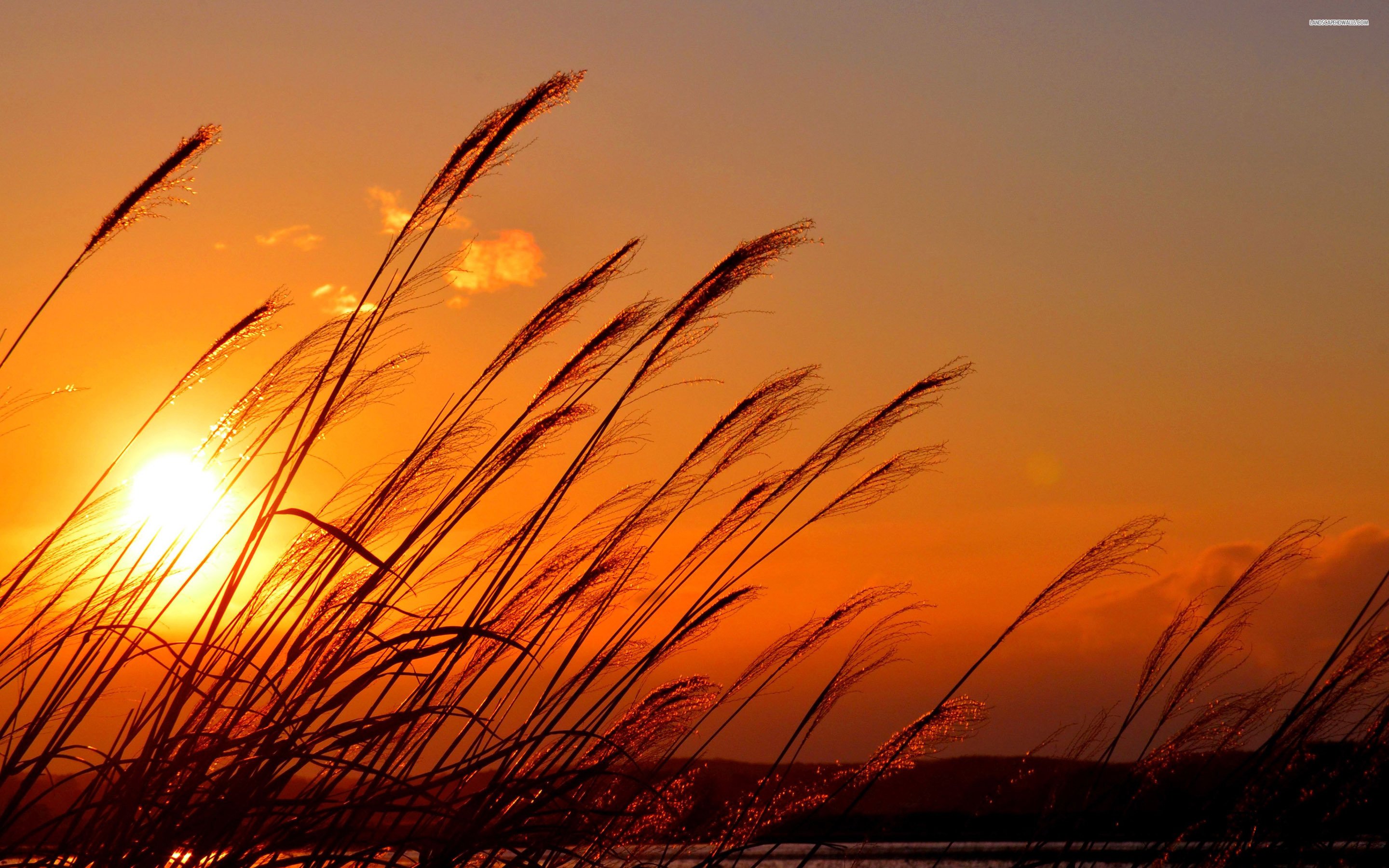 For Mobile Cashadvance6online - Sunset Over Wheat Field , HD Wallpaper & Backgrounds