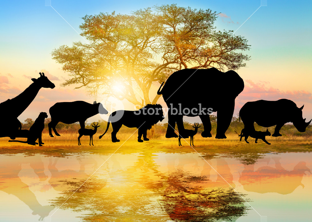 Silhouette Of Wild Animals Lined On African Acacia - Wildlife Animals Background , HD Wallpaper & Backgrounds