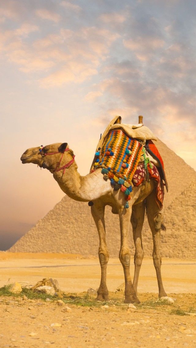 Camel And Pyramids Iphone 5 Wallpapers, Backgrounds, - Desert Camel Background , HD Wallpaper & Backgrounds