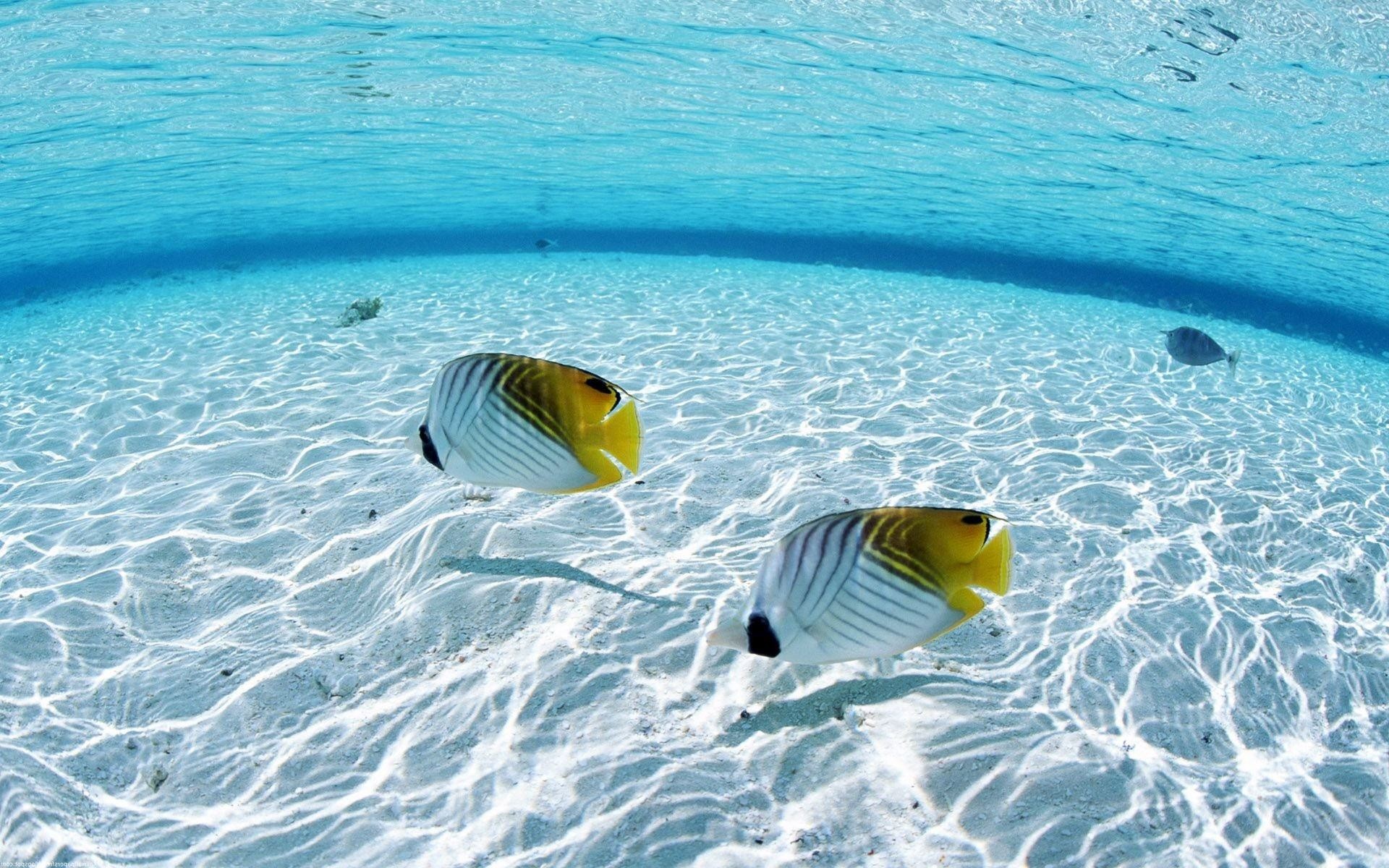 Tauchsafari Ägypten - Background Fish In Sea , HD Wallpaper & Backgrounds