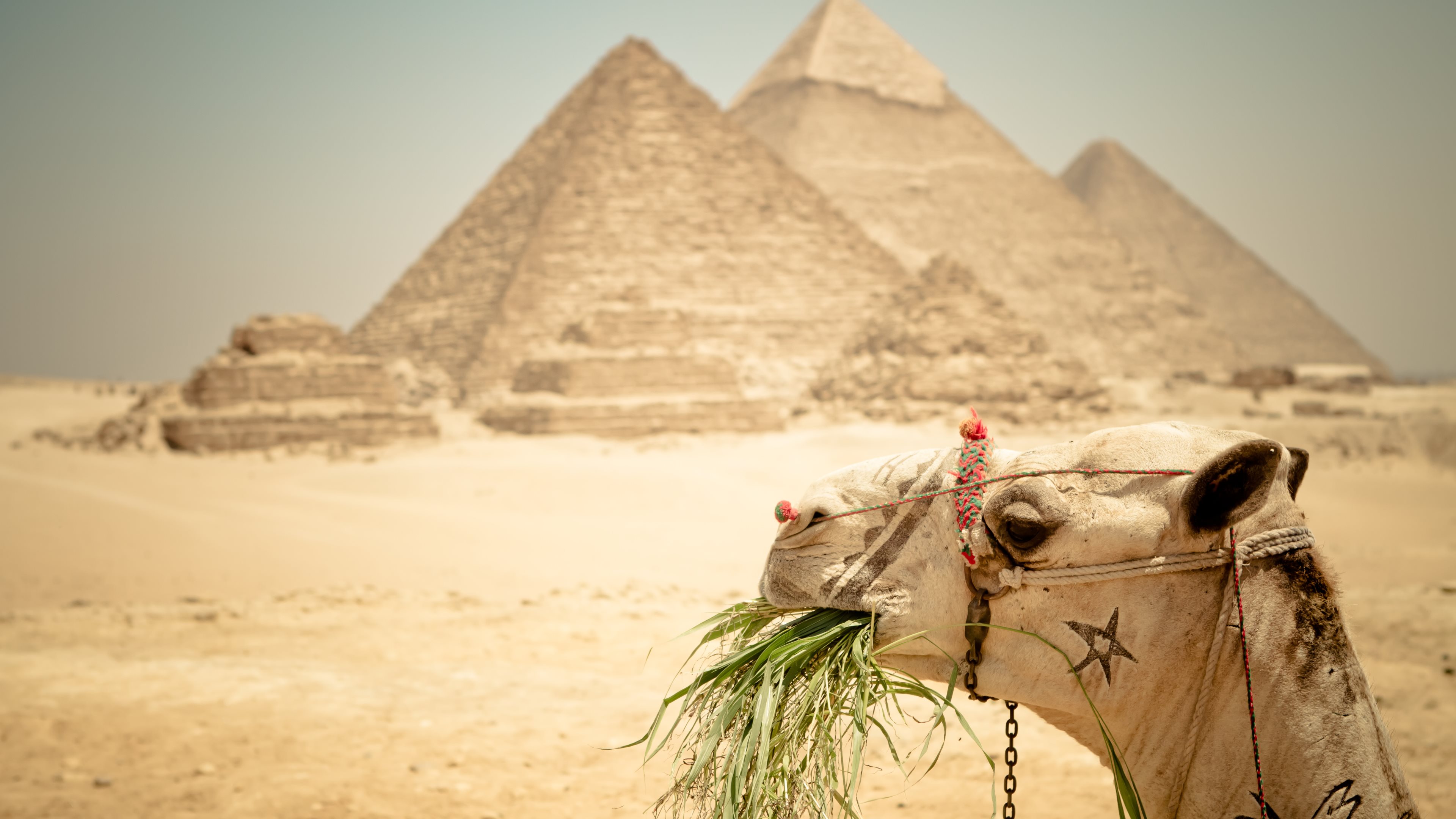 Cairo And Luxor Tours From El Gouna - Great Pyramid Of Giza , HD Wallpaper & Backgrounds