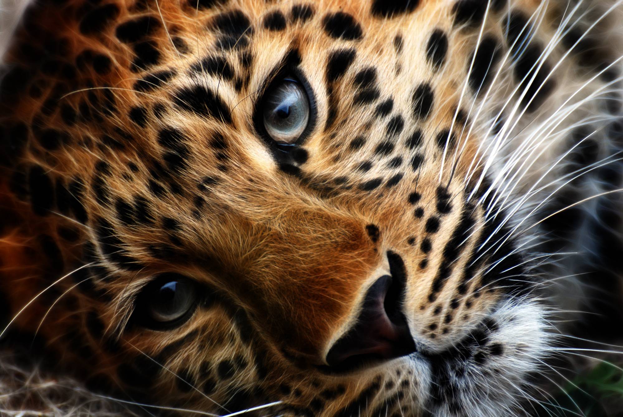 Lonesome Leopard Eye Of The Tiger Animals Hd Wallpaper - Leopard Face , HD Wallpaper & Backgrounds
