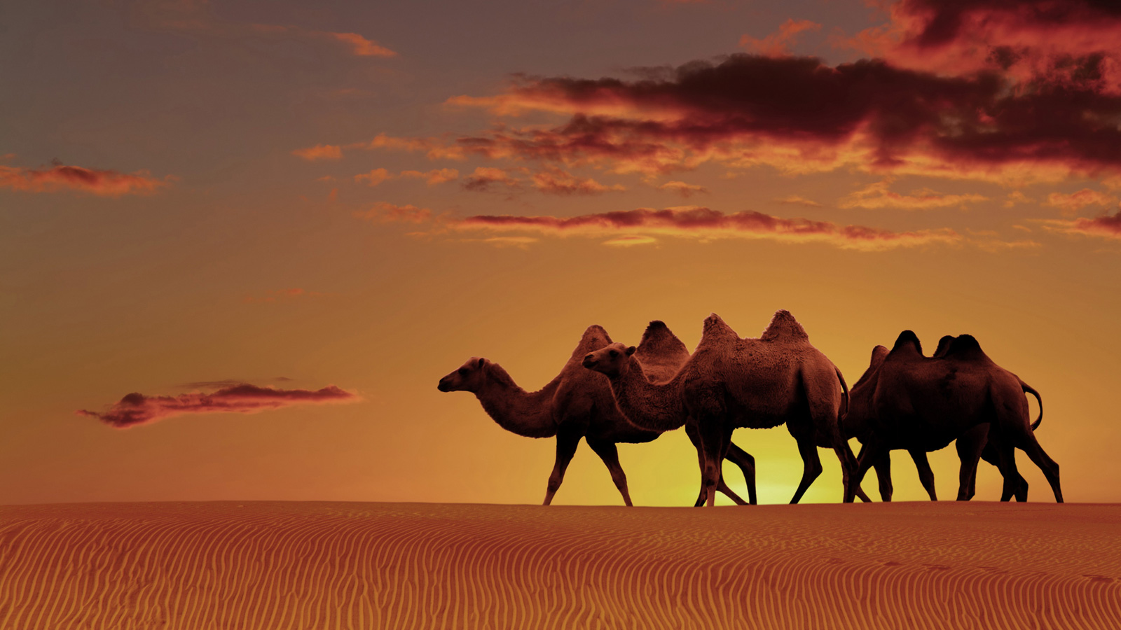 Arabian Desert Oasis Sunset , HD Wallpaper & Backgrounds
