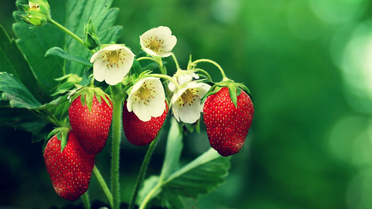 Juicy Strawberry Hd Wallpapers Juicy Strawberry Hd - Planta De Fresa Con Flor , HD Wallpaper & Backgrounds
