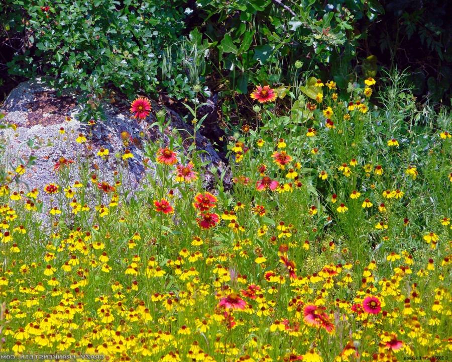 Beautiful Flowers Scenery Wallpapers - Botanical Garden , HD Wallpaper & Backgrounds