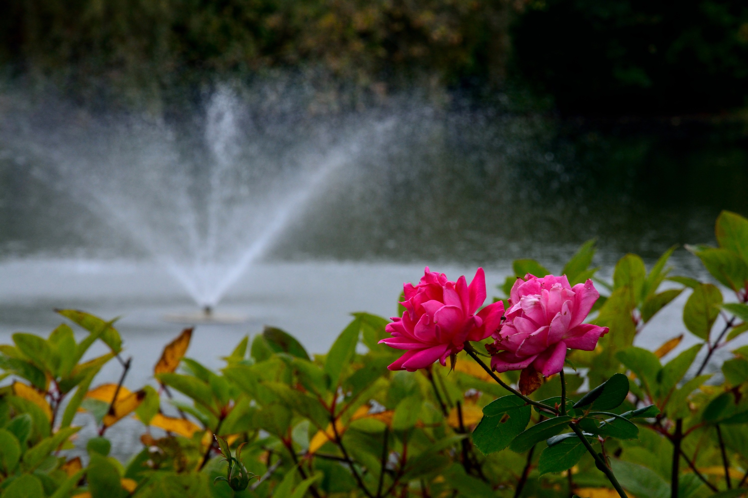 Tranquil Nature Beautiful Springs Rose Flower Scenic - Beautiful Scenery With Pink Rose , HD Wallpaper & Backgrounds