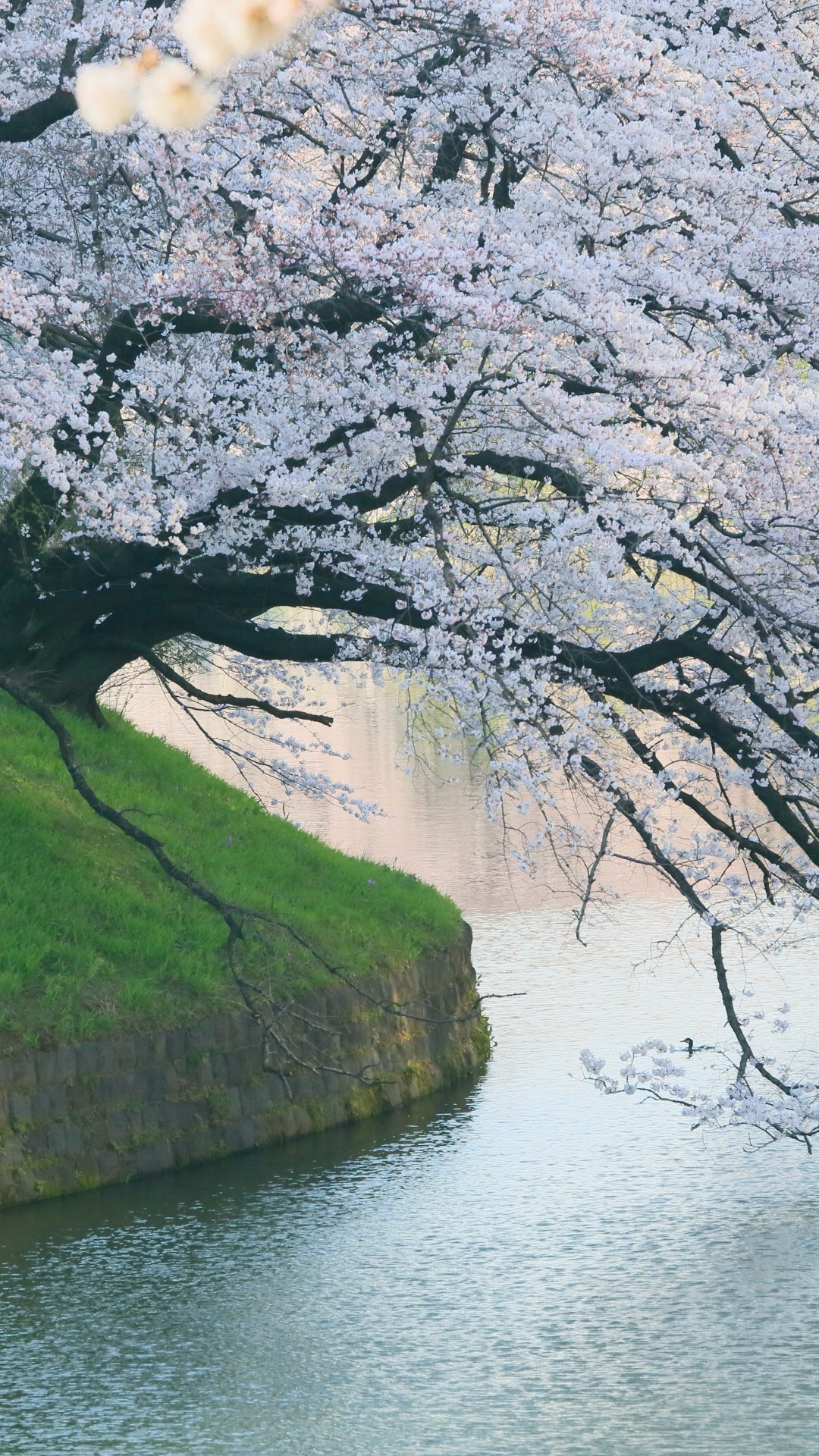 White Flowers, River, Spring, Beautiful Tree, Scenic - Beautiful Cherry Blossom Background , HD Wallpaper & Backgrounds