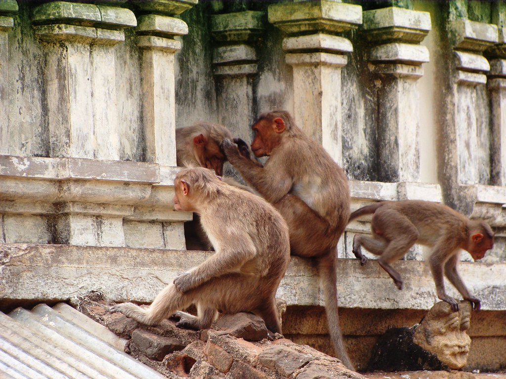 Monkey Corner - New World Monkey , HD Wallpaper & Backgrounds