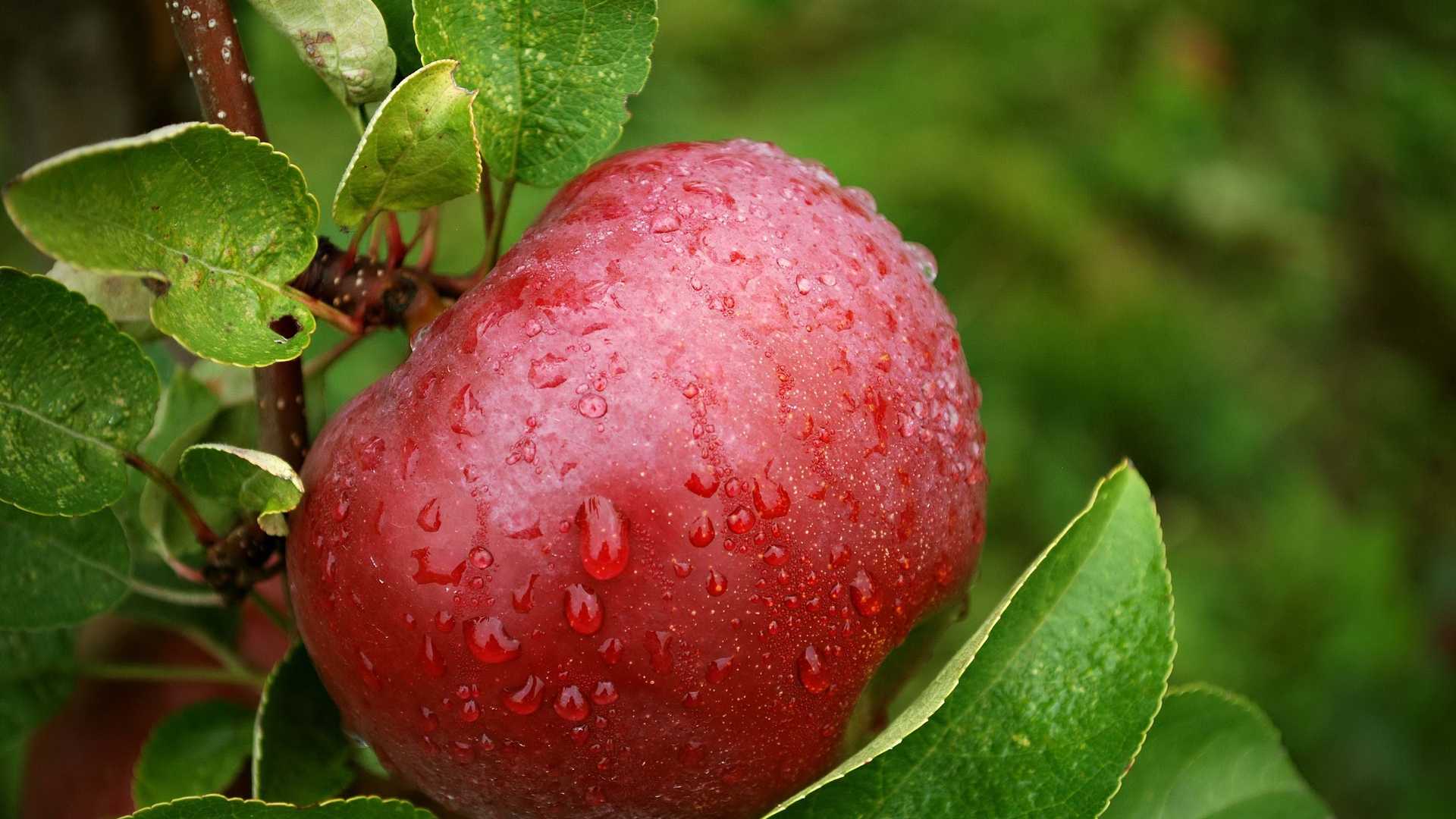 Apple Trees Full Hd , HD Wallpaper & Backgrounds