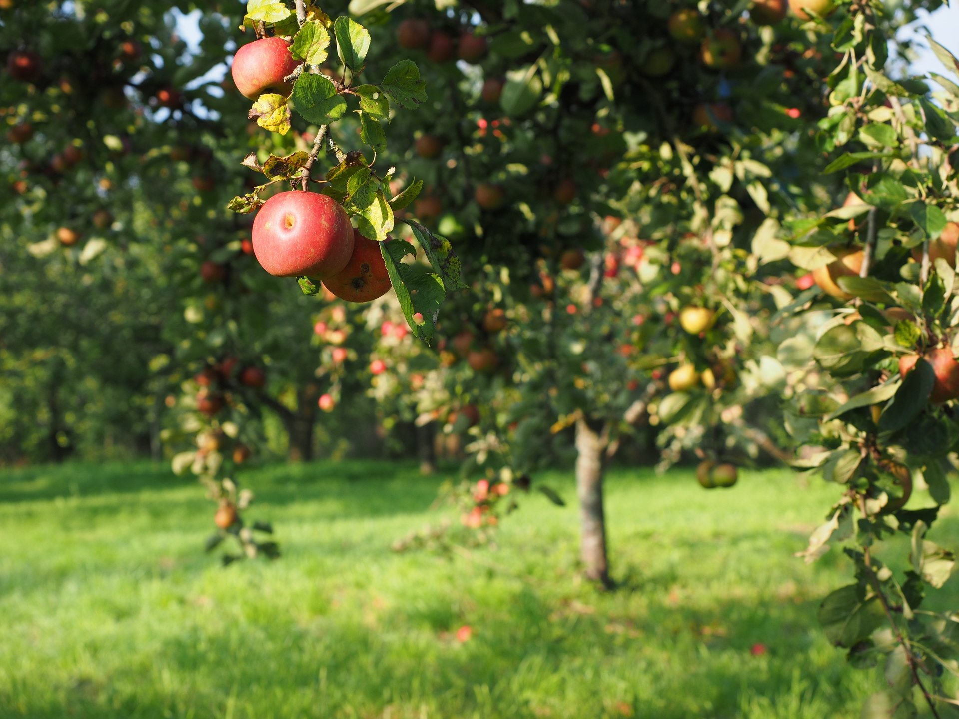 Apple Tree Garden , HD Wallpaper & Backgrounds