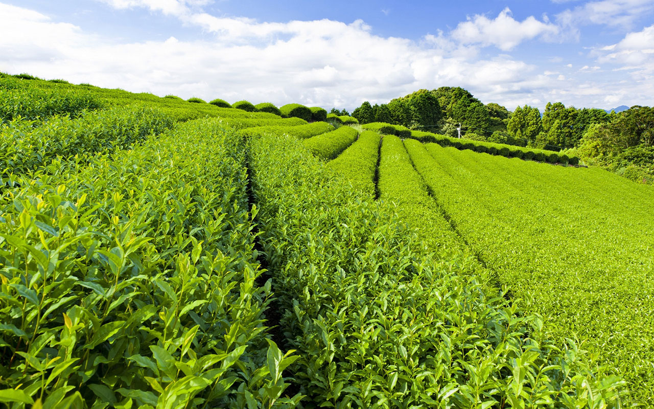 The World Outside The Tea Gardens Beautiful Scenery - Kishanganj Tea Garden , HD Wallpaper & Backgrounds