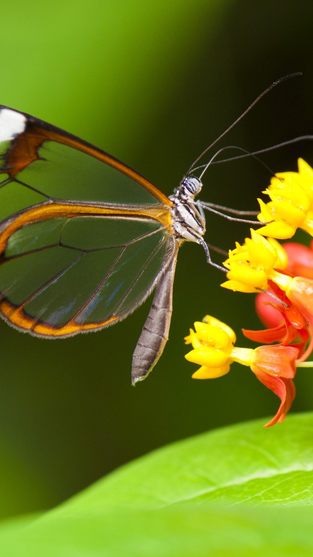 Nature Butterfly, 5k, 4k Wallpaper, Insects, Flowers, - Butterfly Nature Wallpaper Hd , HD Wallpaper & Backgrounds