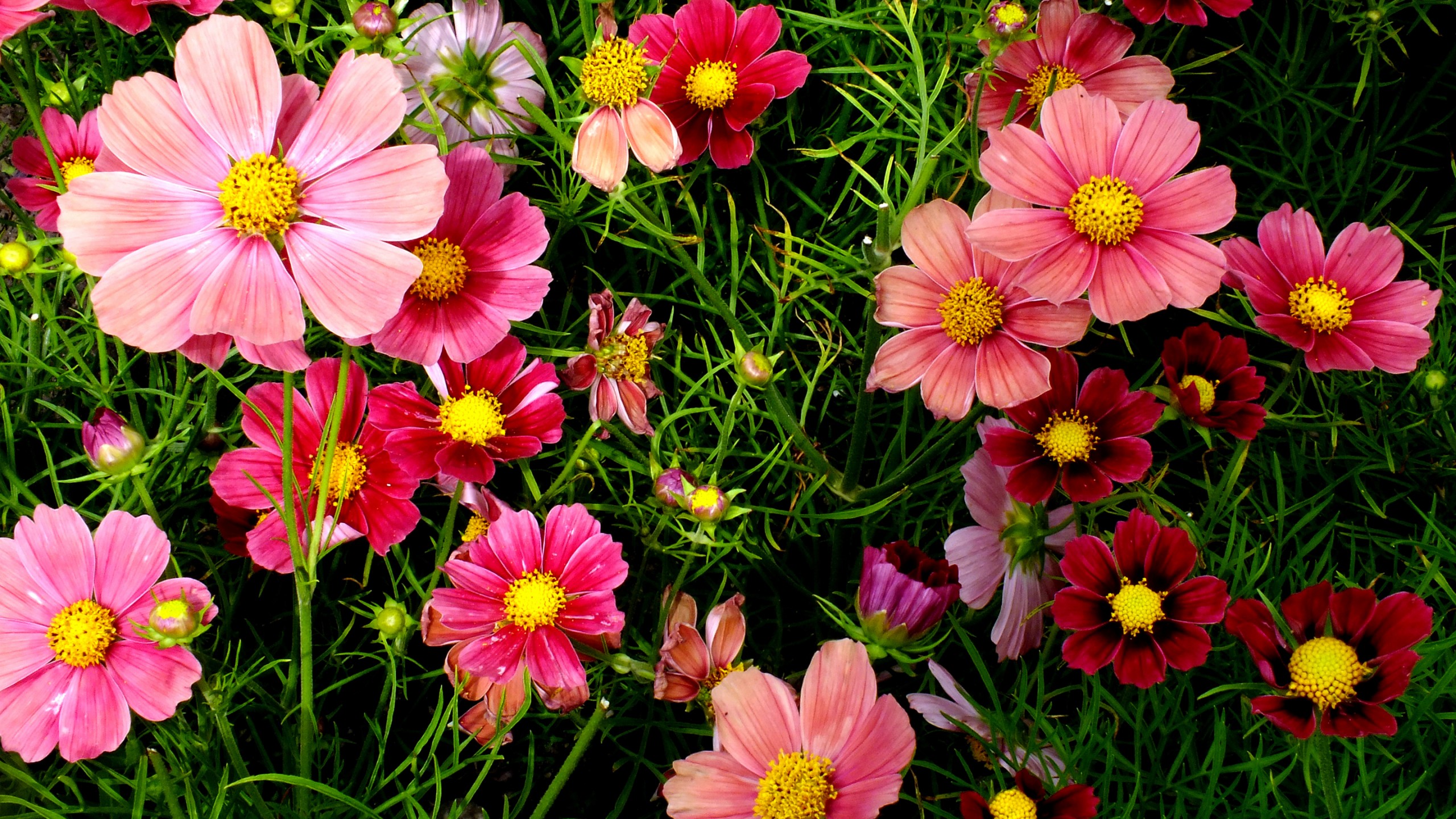 Flowers / Cosmos Wallpaper - Fondo De Flores , HD Wallpaper & Backgrounds