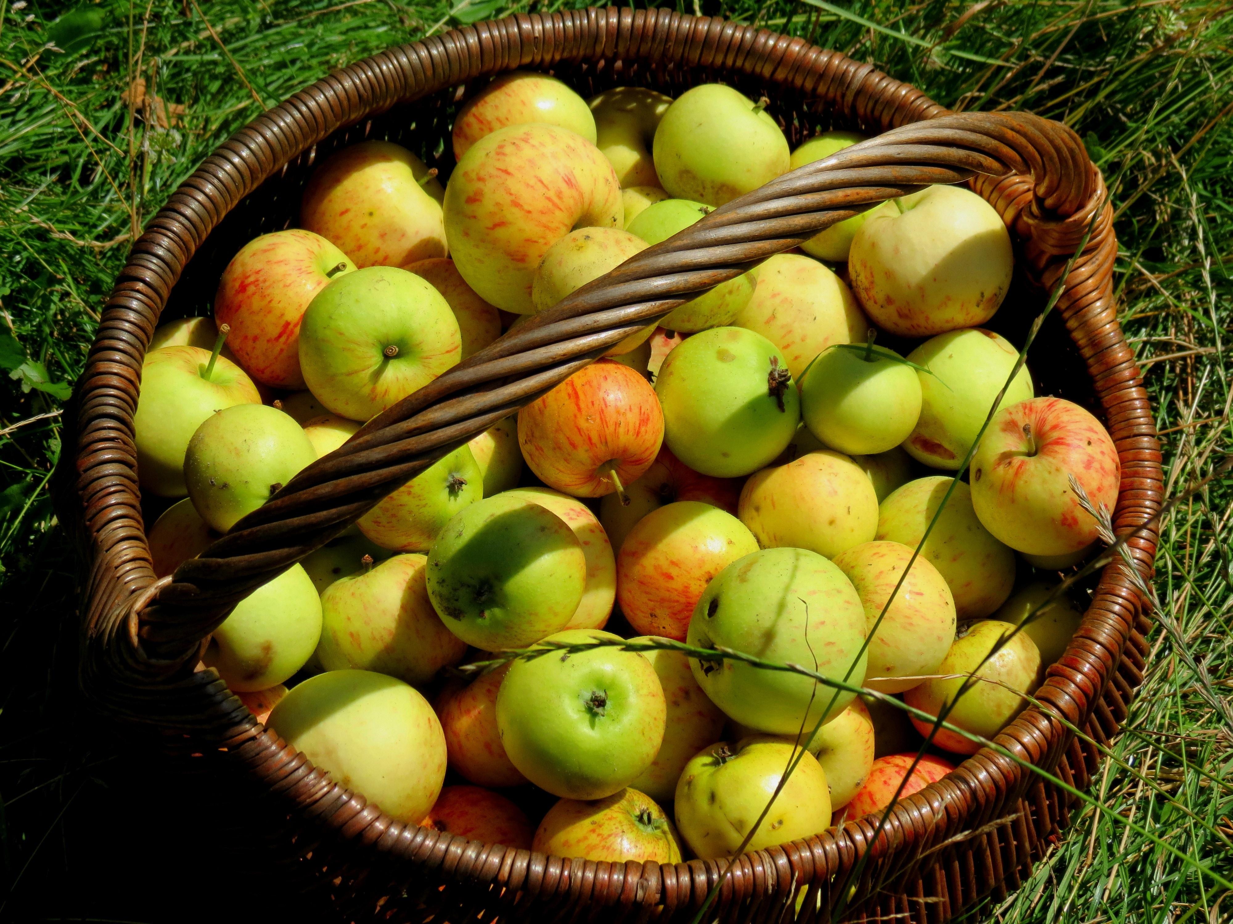 Apple Fruit In Lot , HD Wallpaper & Backgrounds