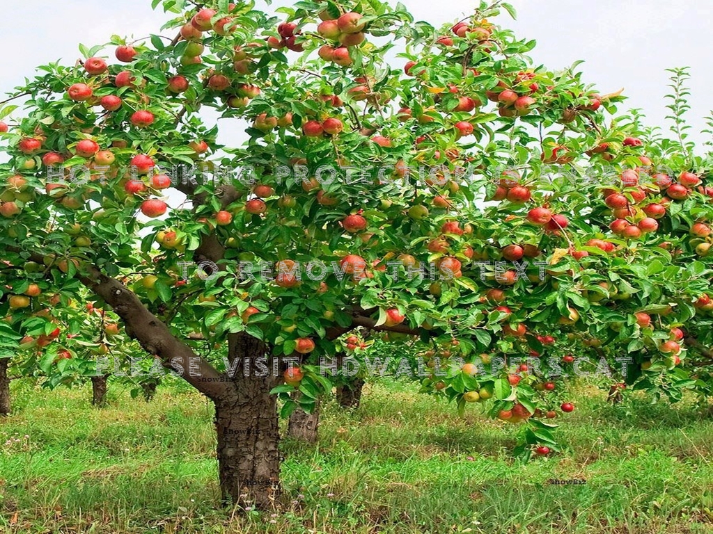 Apple Tree With Fruit , HD Wallpaper & Backgrounds