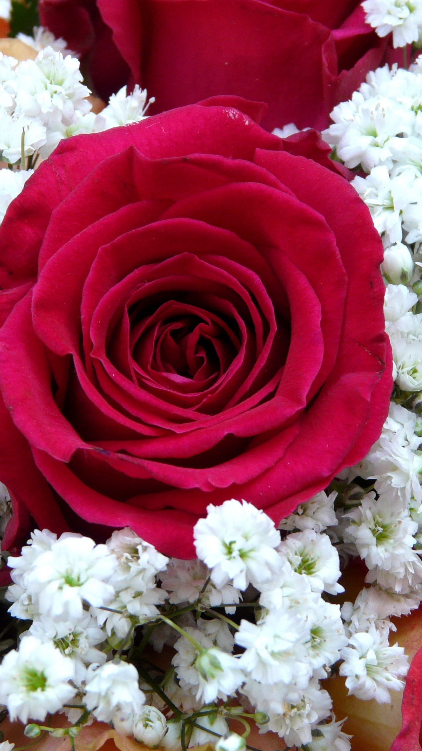 Red Roses , HD Wallpaper & Backgrounds