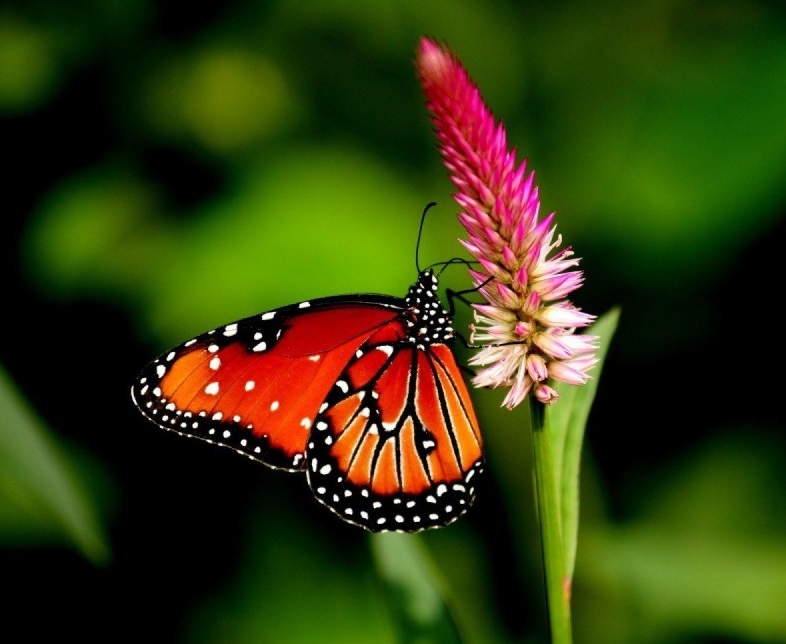 Butterfly Flower Wallpaper Downloaded , HD Wallpaper & Backgrounds