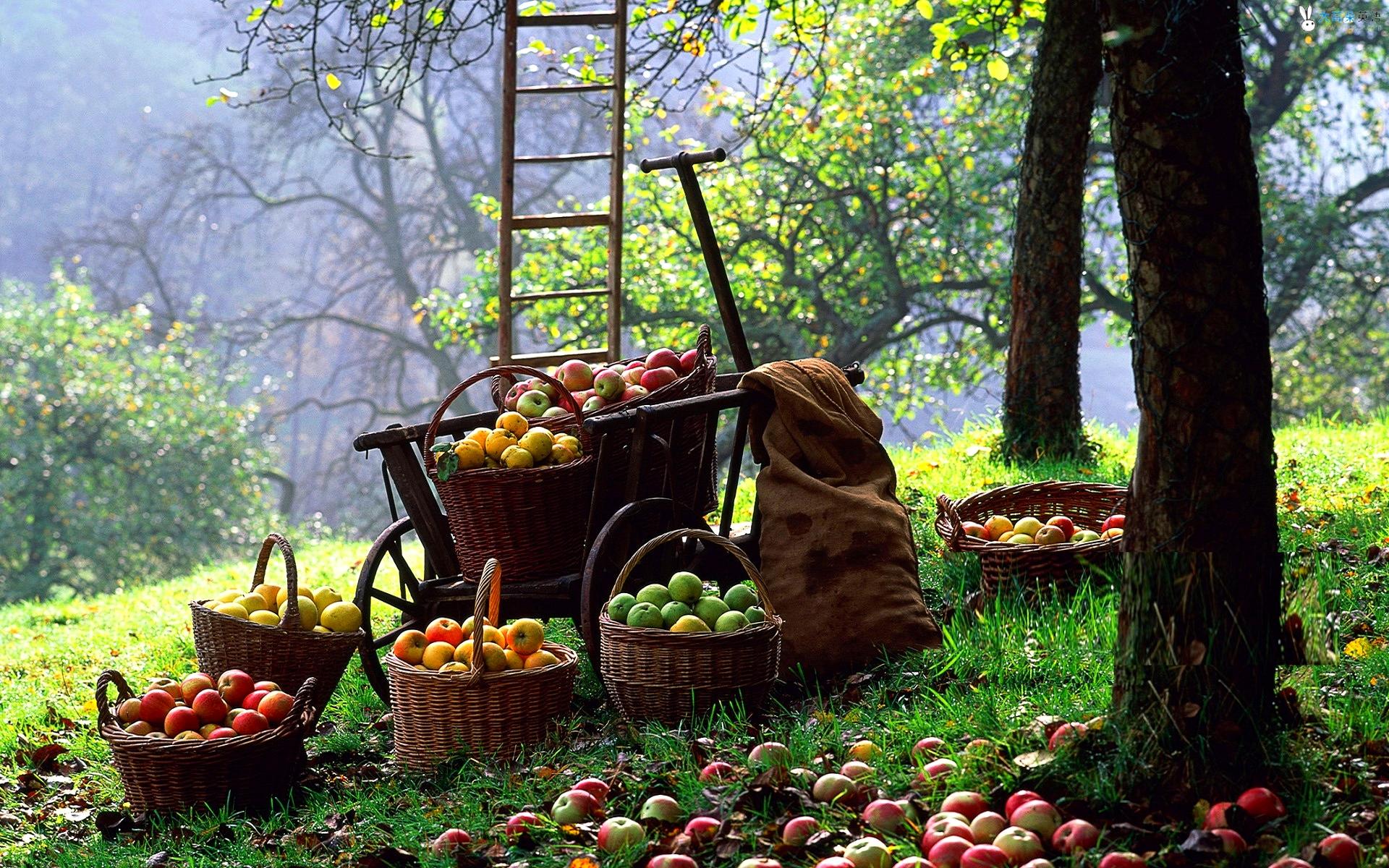 Harvesting Apples , HD Wallpaper & Backgrounds