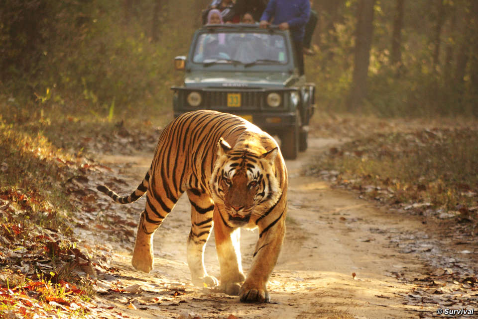 Jim Corbett National Park Jeep Safari , HD Wallpaper & Backgrounds