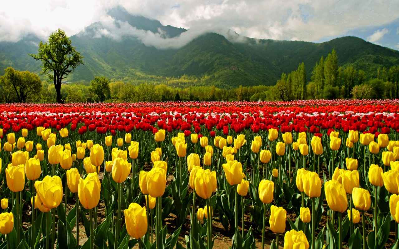Apple Garden Hd Wallpapers - Tulip Garden Kashmir Hd , HD Wallpaper & Backgrounds