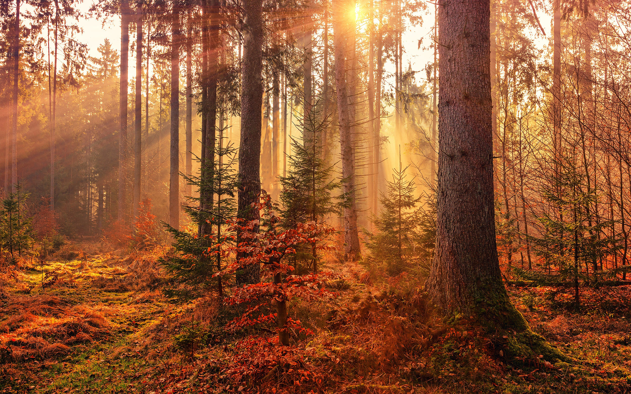 Download - October Forest , HD Wallpaper & Backgrounds