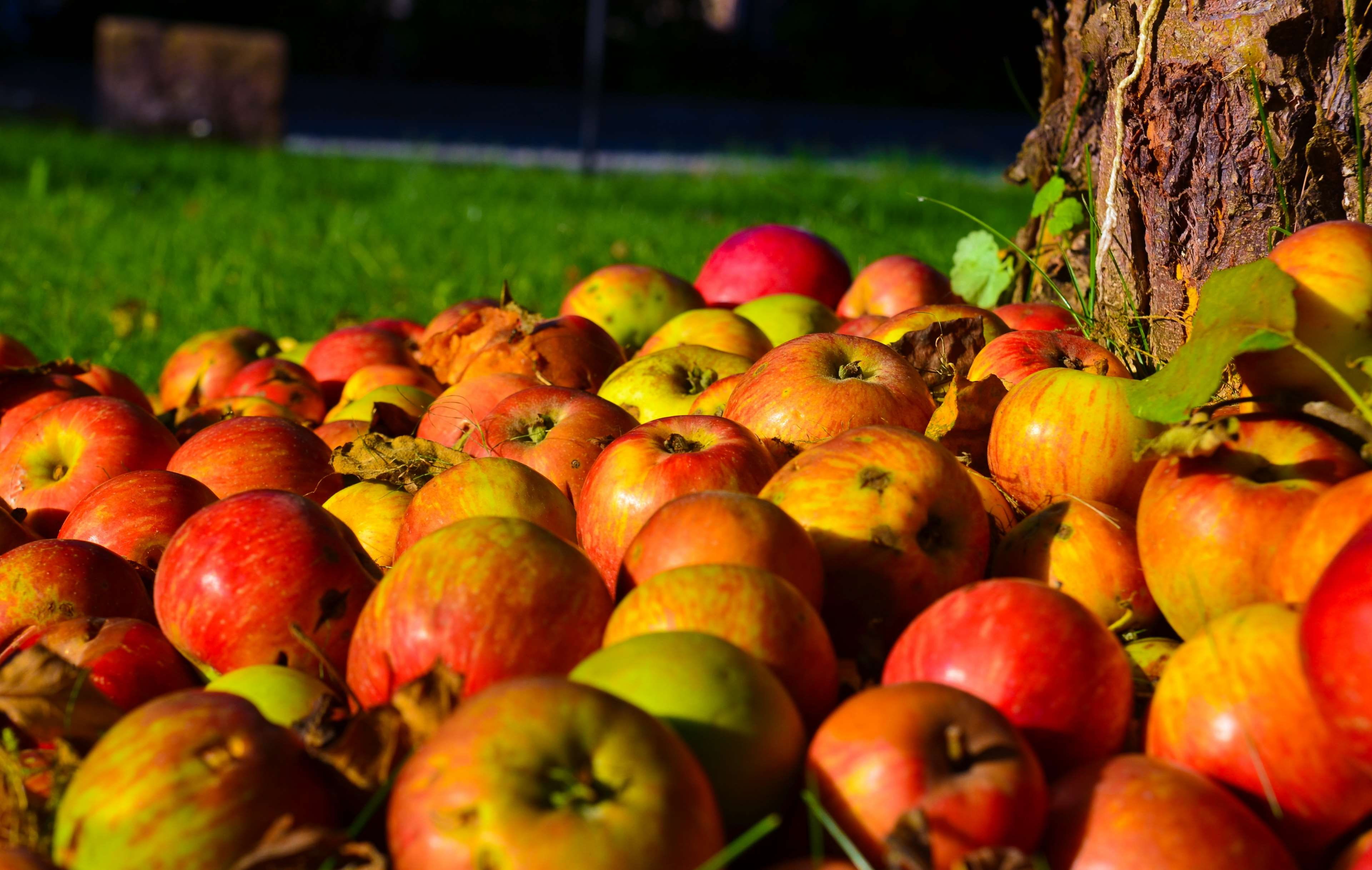 Apple, Apple Tree, Autumn, Close, Fruit, Garden, Harvest, - Äpfel Herbst , HD Wallpaper & Backgrounds