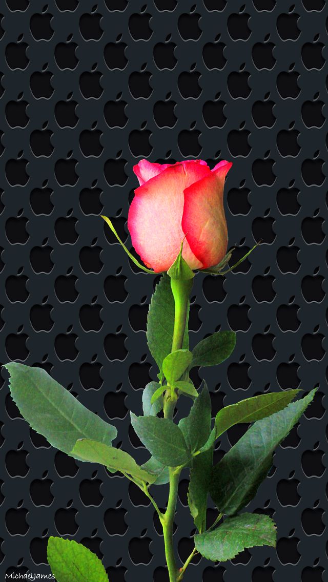 Apple Garden Hd Wallpapers - Garden Roses , HD Wallpaper & Backgrounds