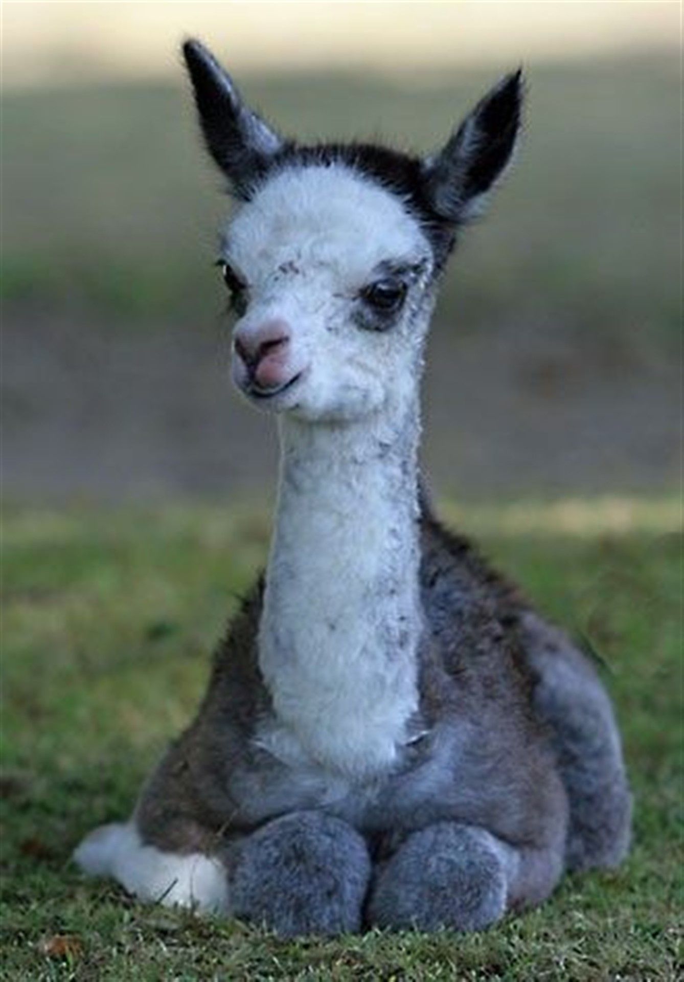 Baby Llamas Wallpapers Pinterest Baby Llama Babies - Baby Llamas Animal , HD Wallpaper & Backgrounds