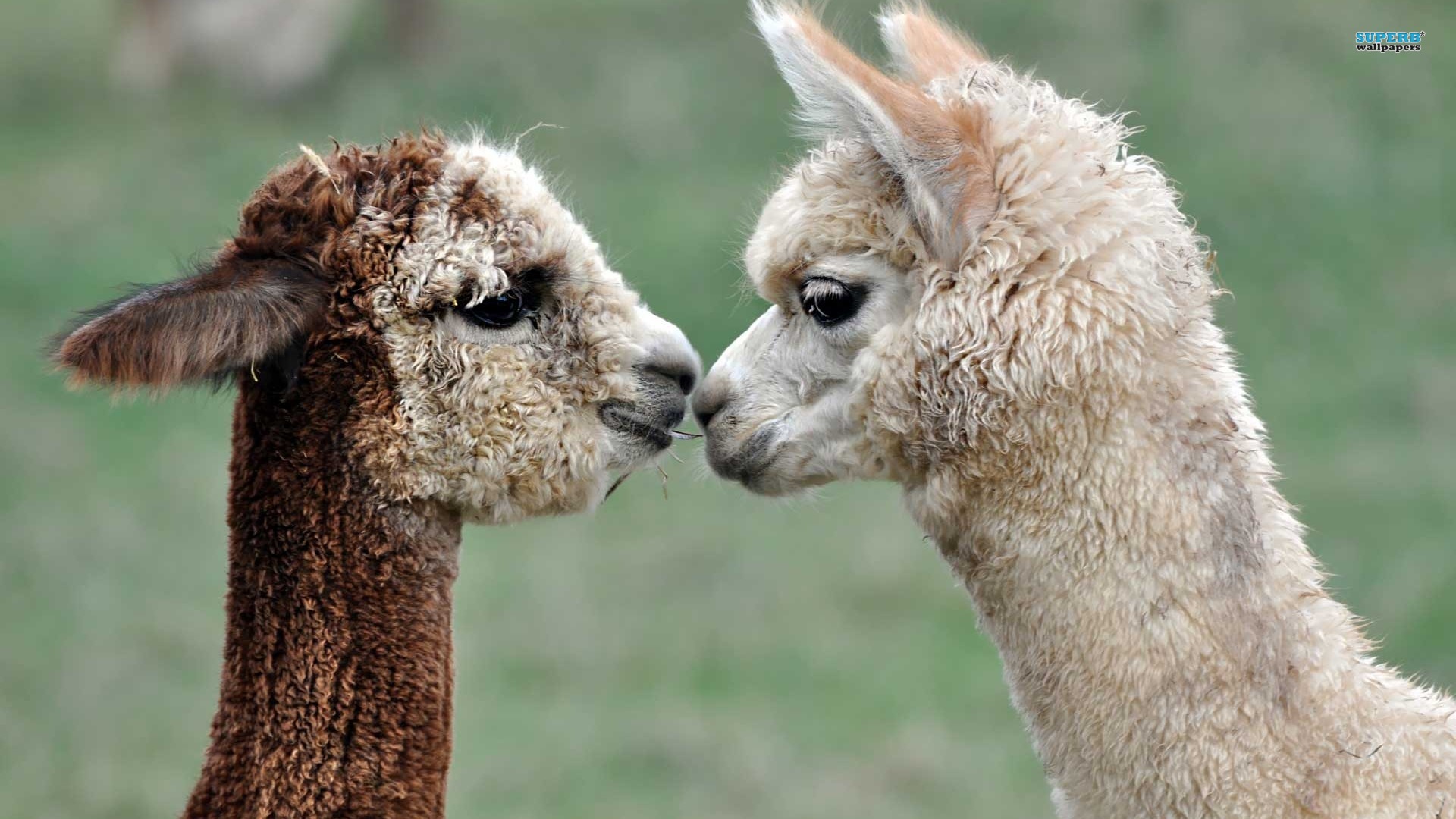 Hd Llama Backgrounds - Cute Alpaca , HD Wallpaper & Backgrounds