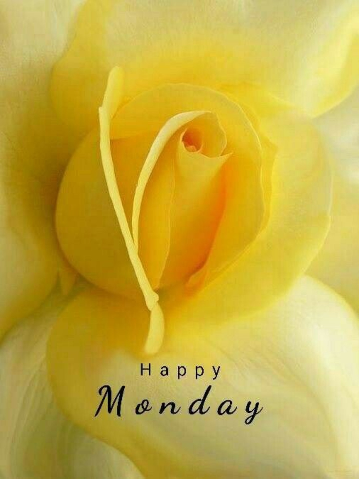 Android Mobiles Full Hd Resolutions 1080 X - Good Morning Happy Monday Yellow Rose , HD Wallpaper & Backgrounds