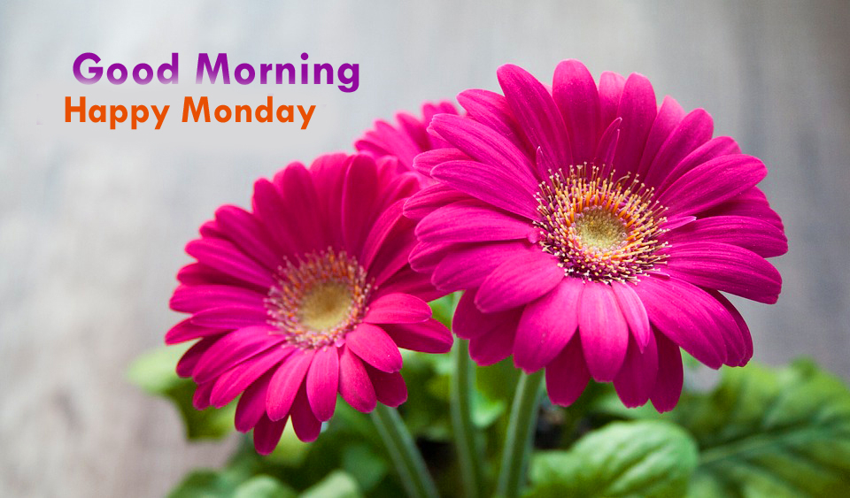 Great 213 Good Morning Happy Monday Wishes Quotes Images - Beautiful Gerbera Flowers , HD Wallpaper & Backgrounds