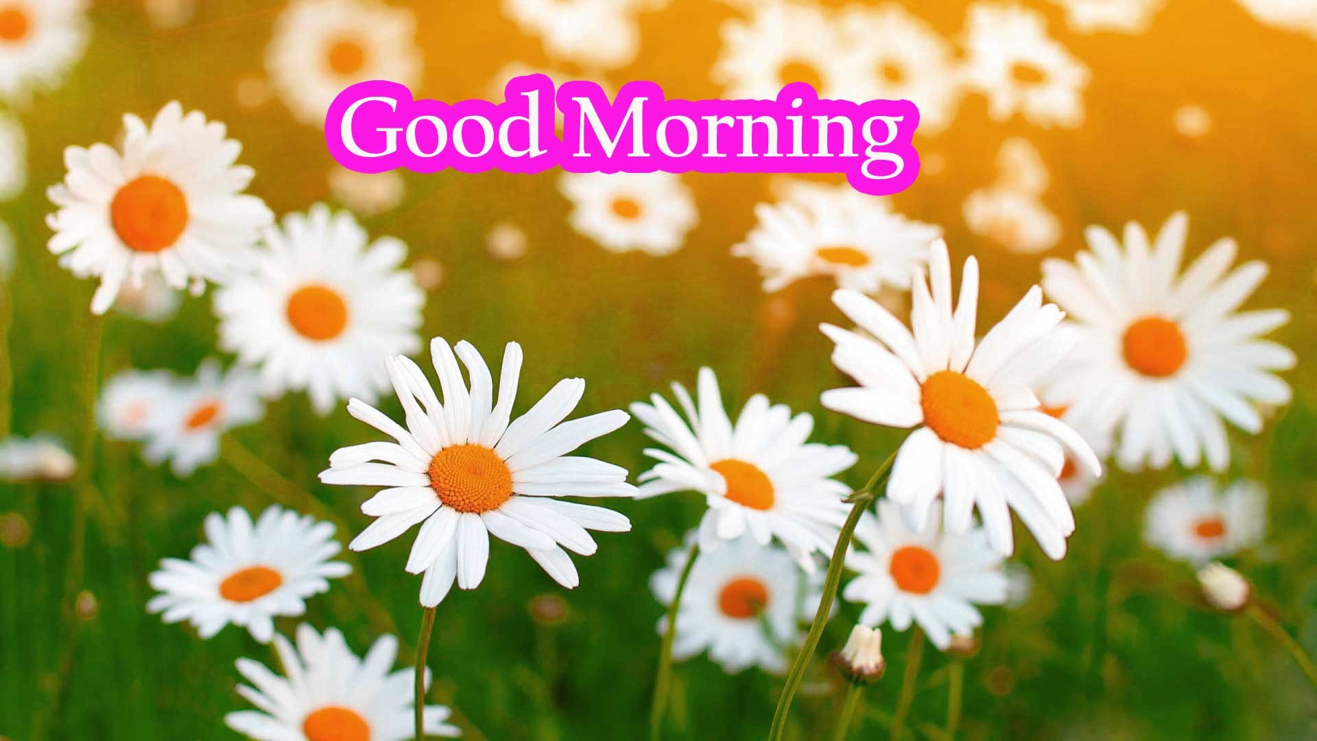 Good Morning Have A Nice Day Messages - Very Good Morning Have A Nice Day , HD Wallpaper & Backgrounds