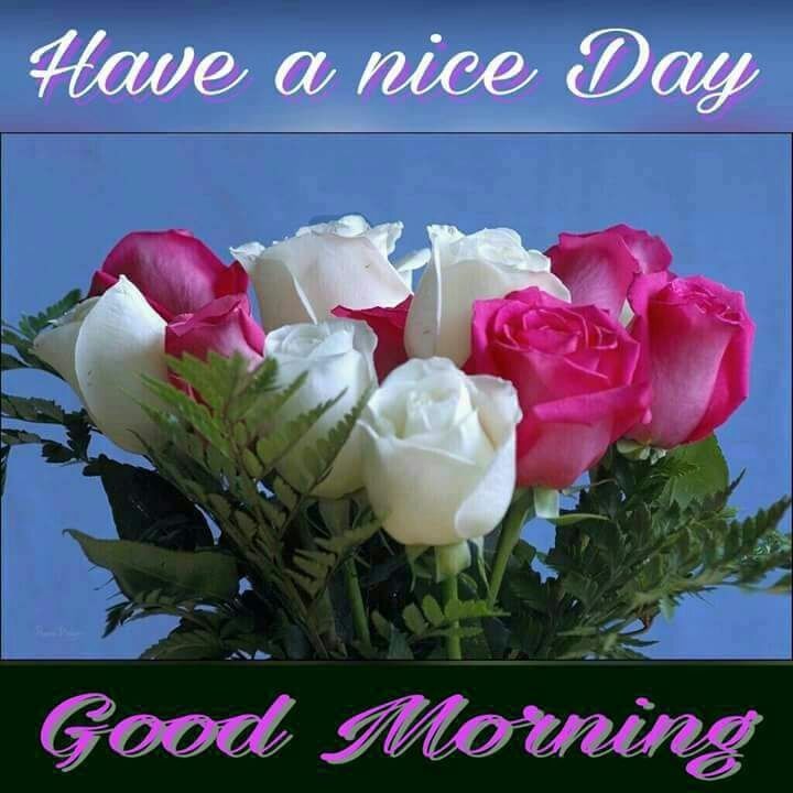 186 Good Morning Images Photo Wallpaper Picture Free Good