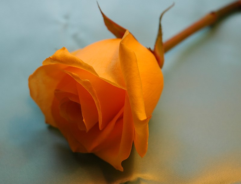 Rose Orange Flowers Q To R - Orange Rose Wallpapers Desktop , HD Wallpaper & Backgrounds