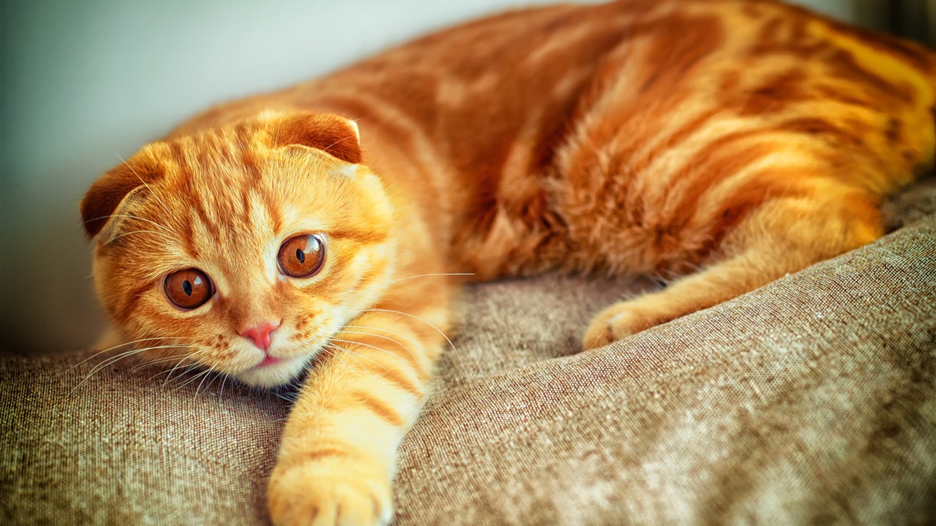 Wallpaper Cat Portrait, Scottish Fold, Yellow Color - 黃色 摺 耳 貓 , HD Wallpaper & Backgrounds