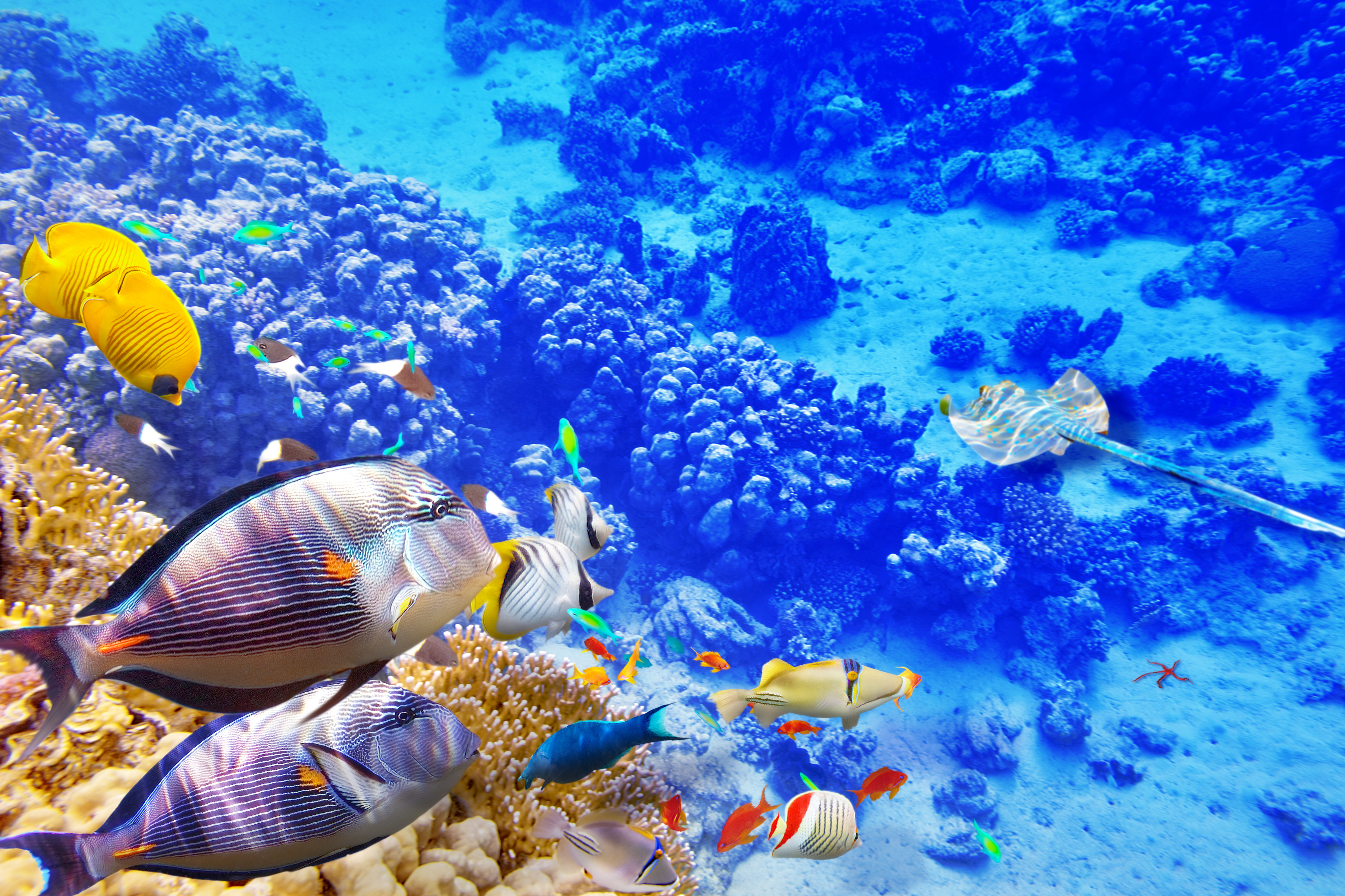 Underwater Ocean Fish Bali Indonesia Ray Manta Black - Ocean Life Wallpaper Hd , HD Wallpaper & Backgrounds