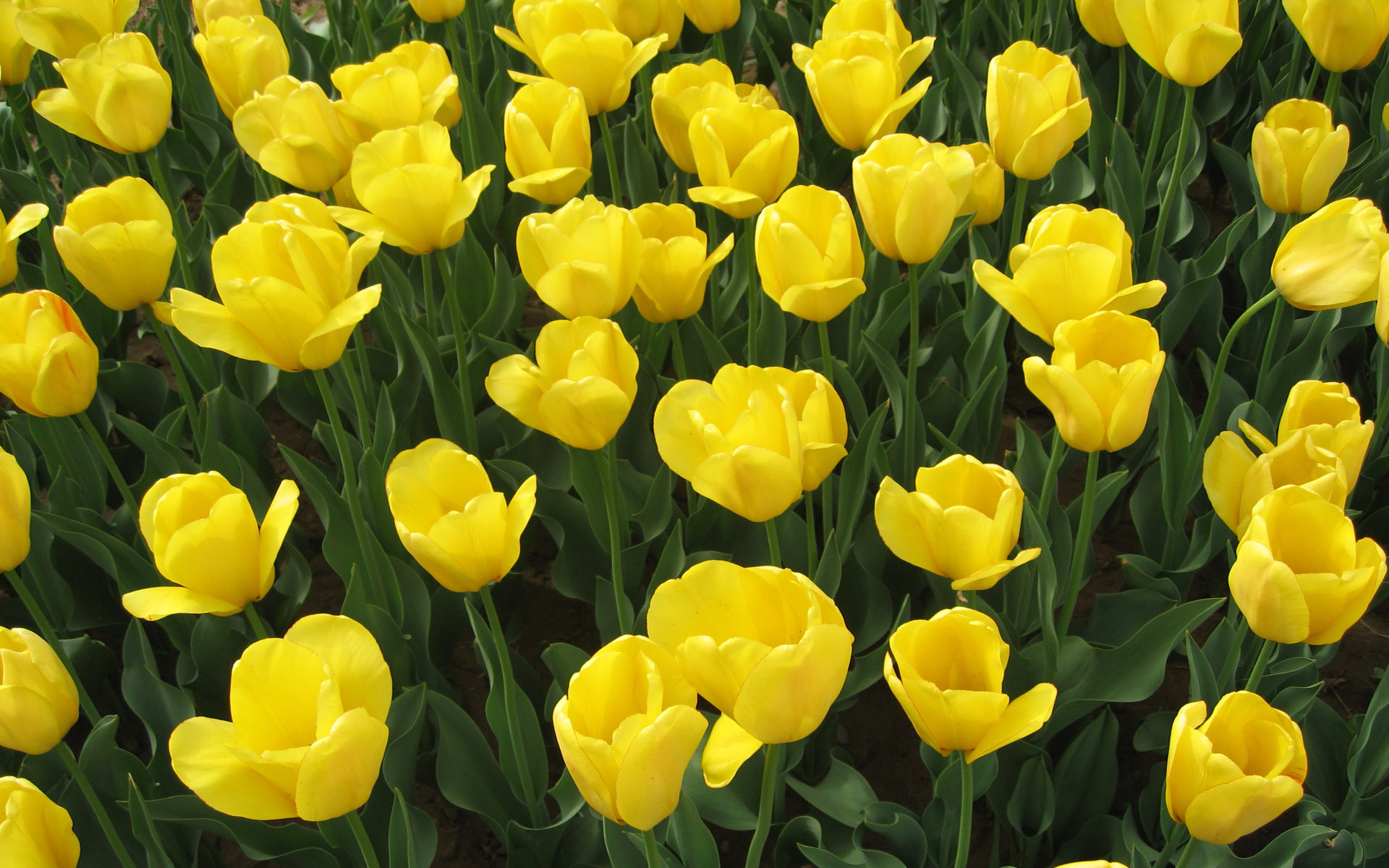 Yellow Tulips 19 Background Wallpaper - Sprenger's Tulip , HD Wallpaper & Backgrounds