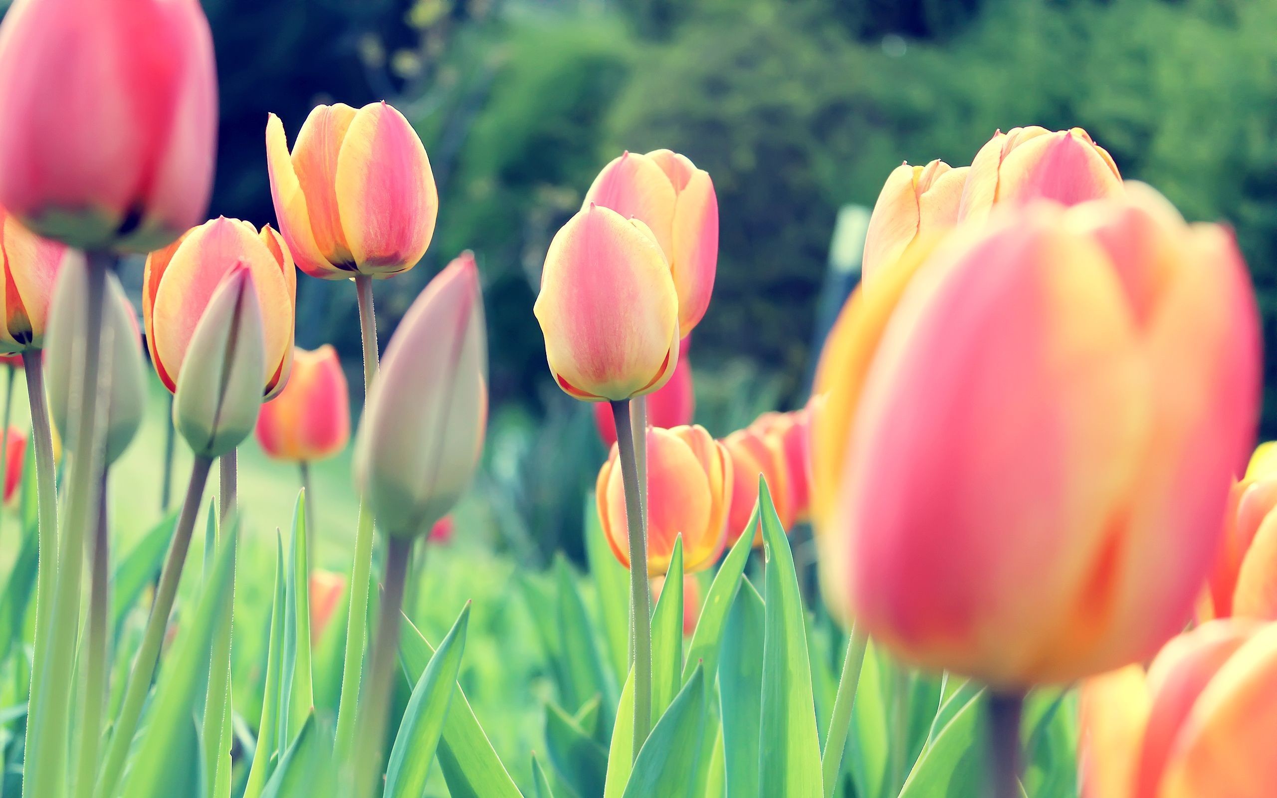 Res - 1920x1200, - Tulips Wallpaper For Desktop , HD Wallpaper & Backgrounds