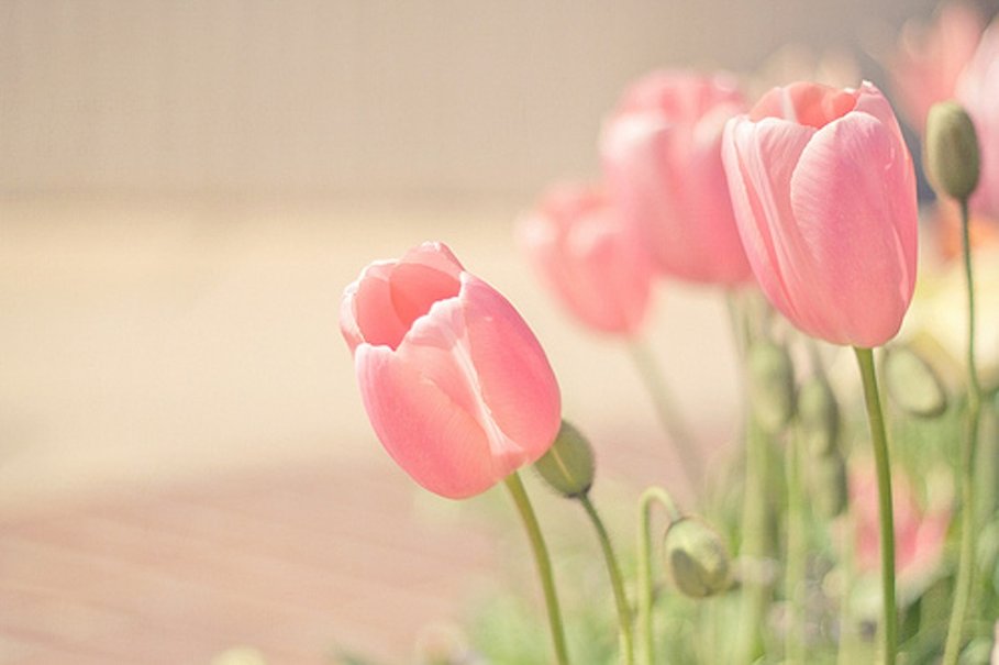 Pink Tulips Wallpaper - Pink Tulips Wallpaper Hd , HD Wallpaper & Backgrounds