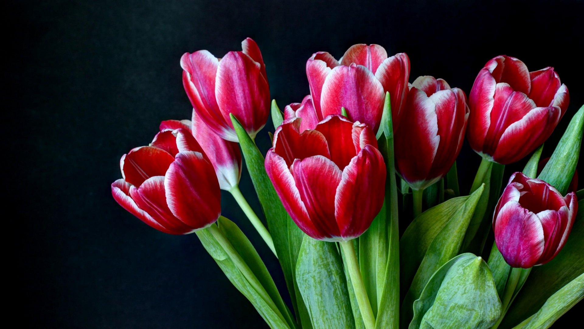 Dark Background And Tulips Hd Wallpaper - Tulip , HD Wallpaper & Backgrounds