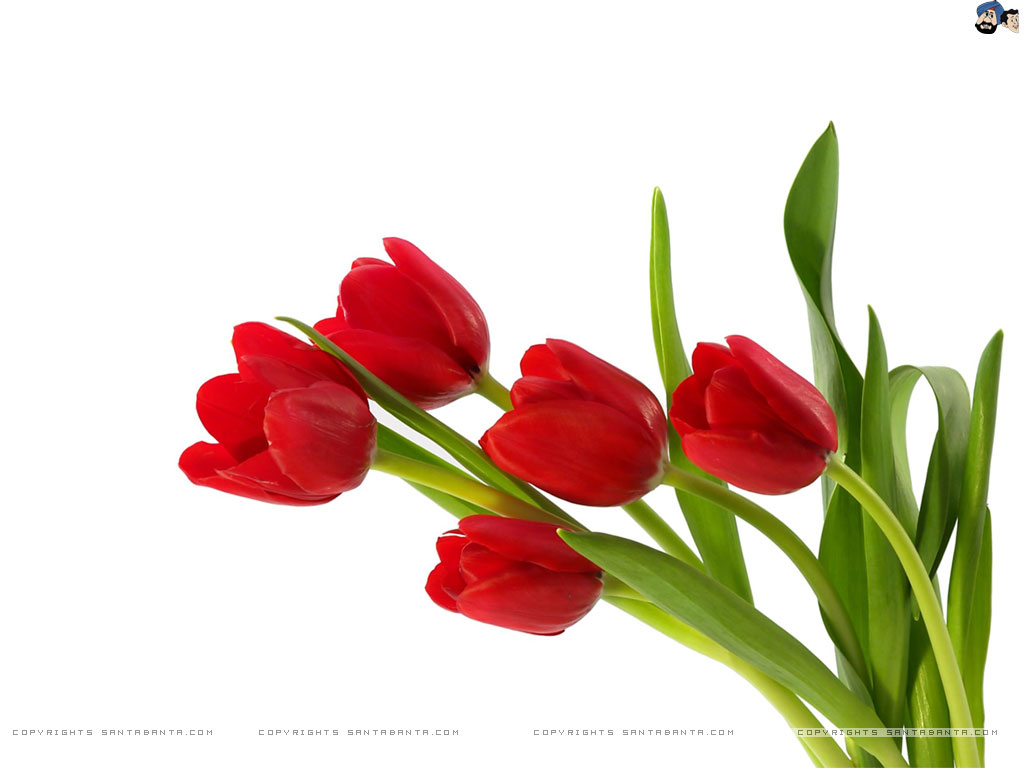 Free Download Tulips Hd Wallpaper - Tulips Png , HD Wallpaper & Backgrounds