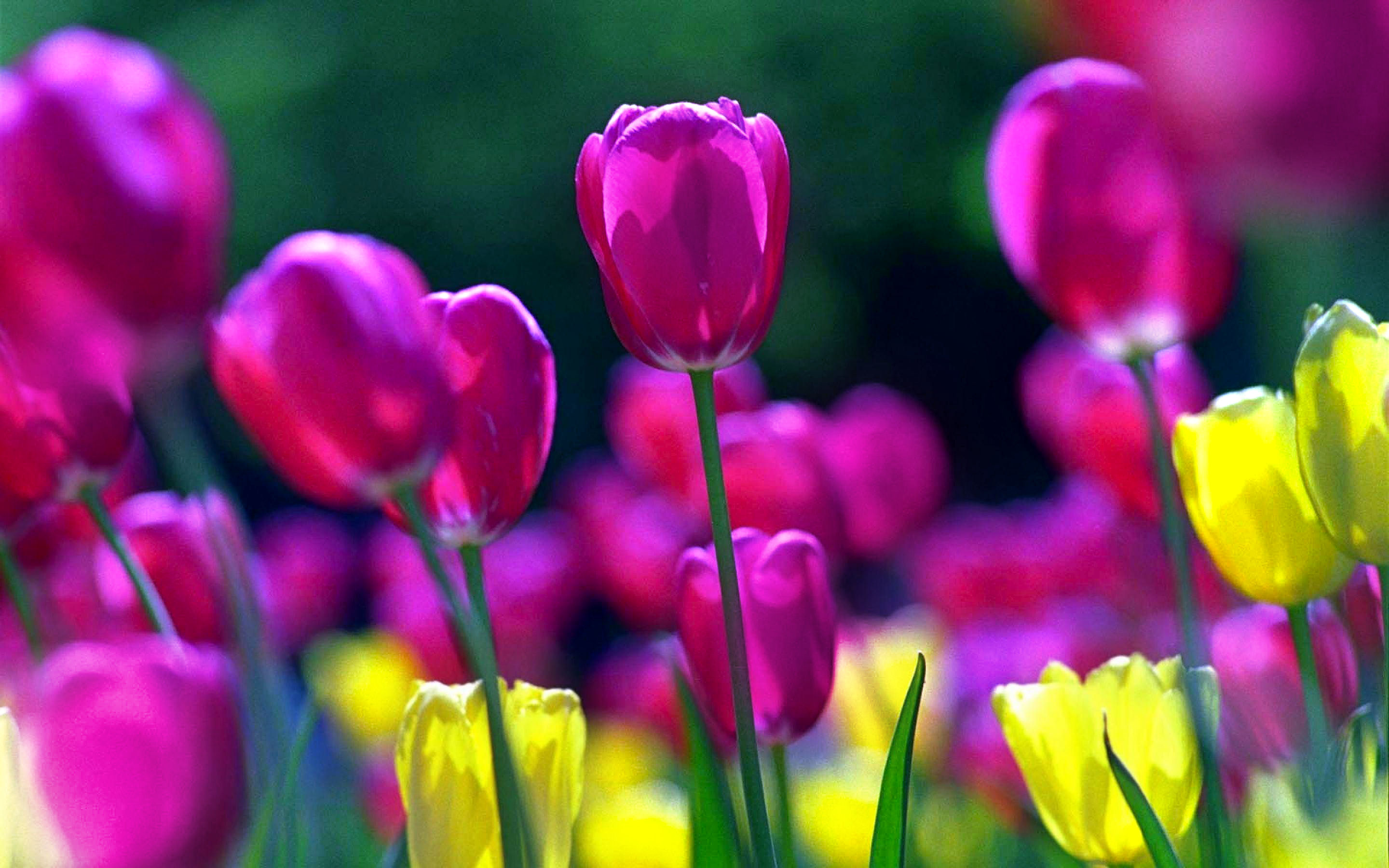 Free 3d Spring Screensavers , HD Wallpaper & Backgrounds