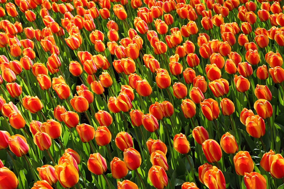 Tulips, Tulip, Orange, Red, Background, Wallpaper - Apeldoorn Elite Tulip , HD Wallpaper & Backgrounds