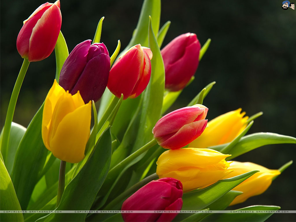 Tulips Wallpaper - Tulips Flowers Hd Wallpapers For Desktop , HD Wallpaper & Backgrounds