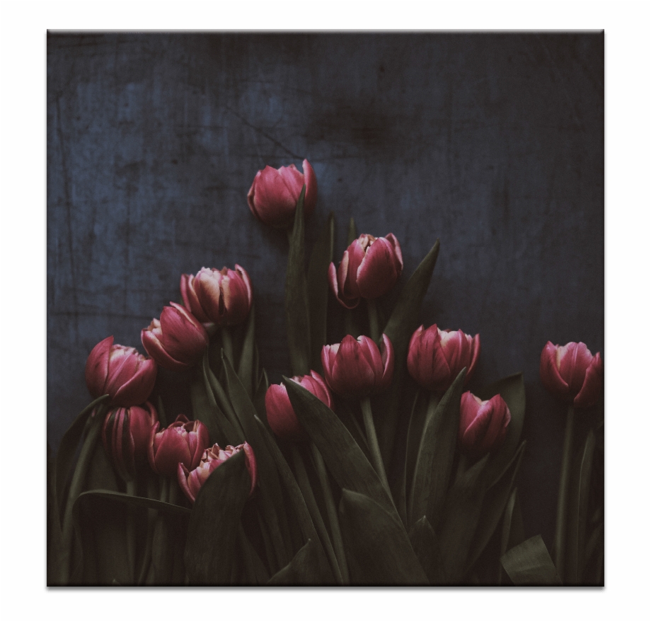 Laptop Wallpaper Tulips Hd , HD Wallpaper & Backgrounds