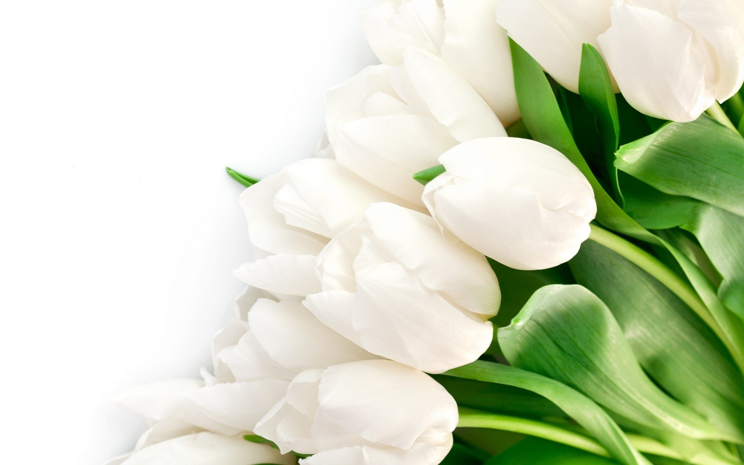 Tulip Flower Hd Wallpaper - White Tulips , HD Wallpaper & Backgrounds
