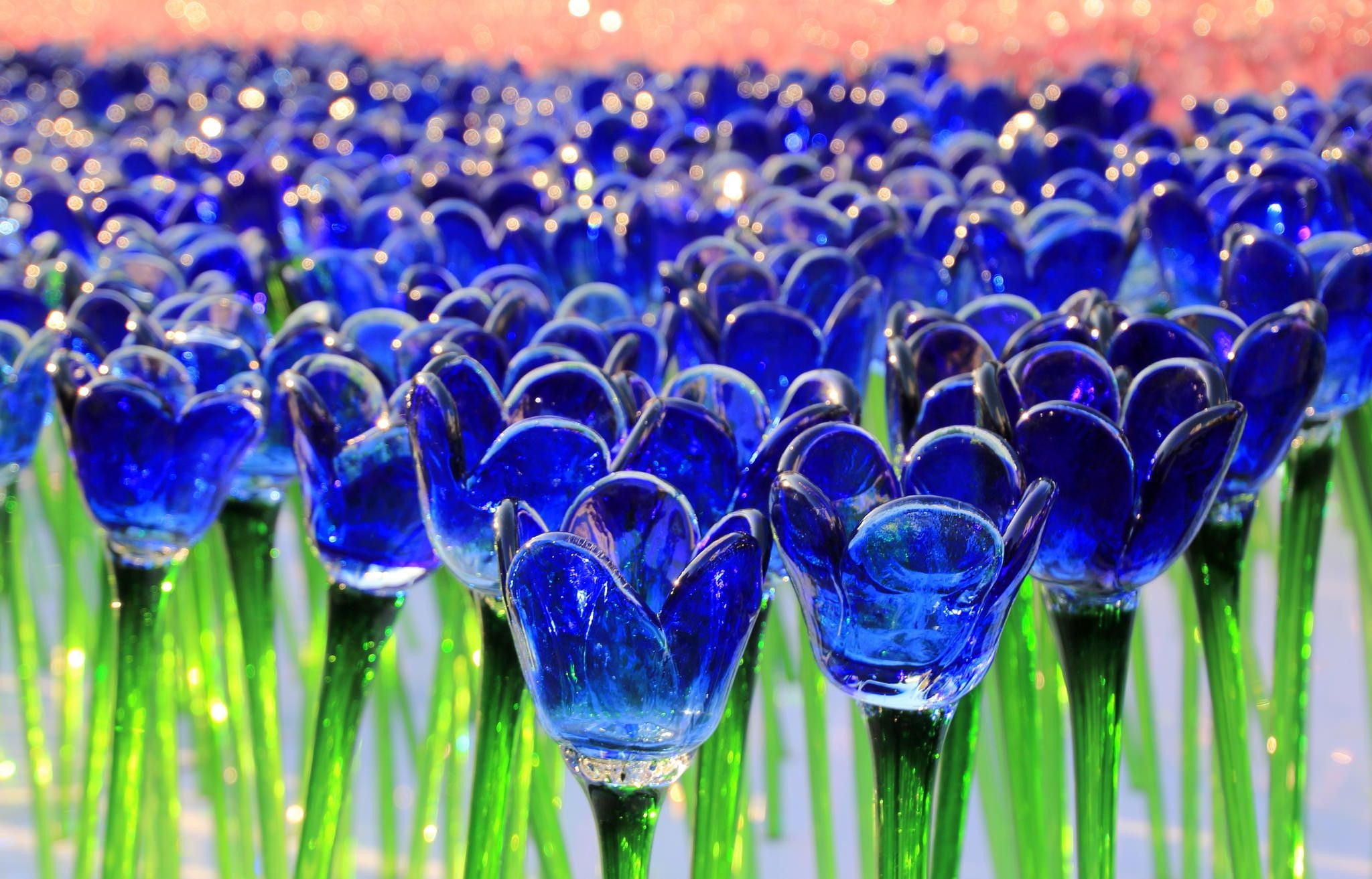 Tulip - Blue Tulip Wallpaper Hd , HD Wallpaper & Backgrounds