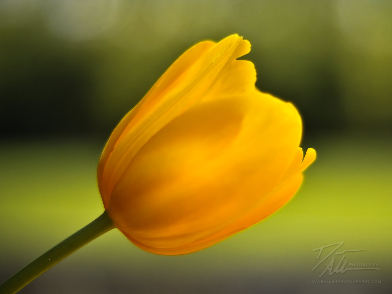 Yellow Images Yellow Tulip Hd Wallpaper And Background - Single Yellow Tulip Flower , HD Wallpaper & Backgrounds