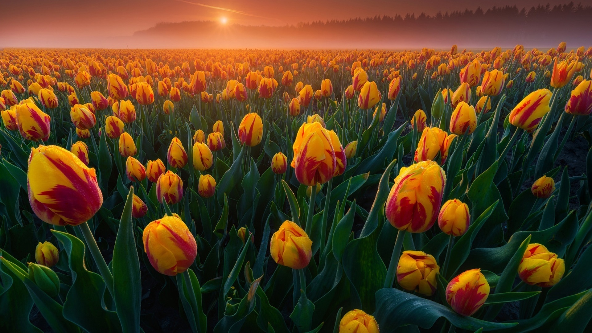 Set As Background - Netherlands Photography , HD Wallpaper & Backgrounds